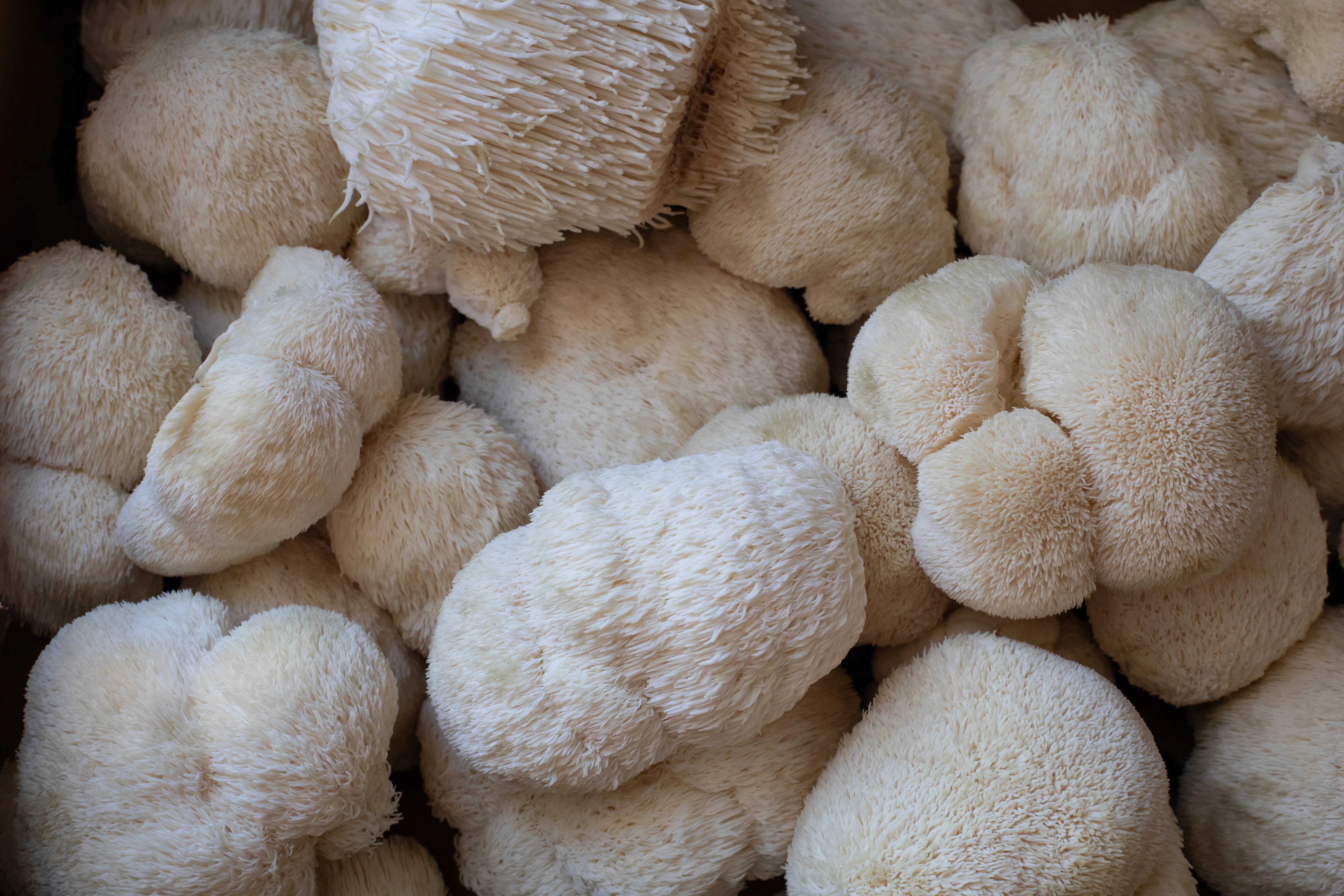 Lion's Mane — <em>cognitive support,</em> backed by studies.